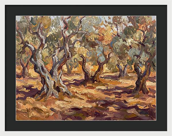 Tranquil Olive Grove 6092