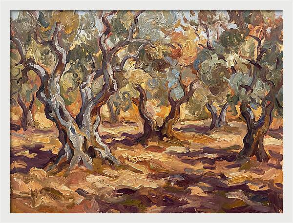 Tranquil Olive Grove 6092