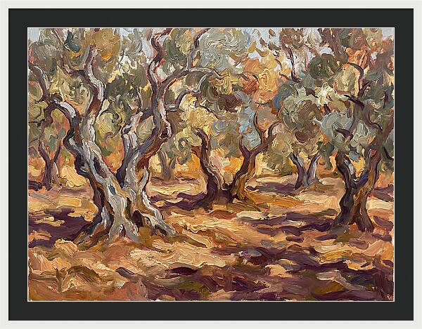 Tranquil Olive Grove 6092
