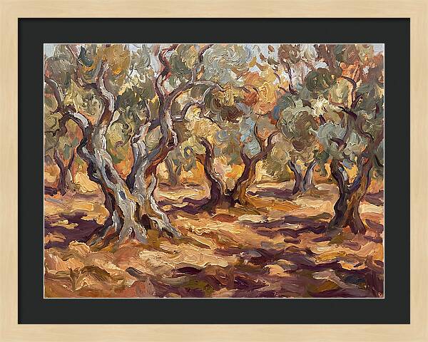 Tranquil Olive Grove 6092