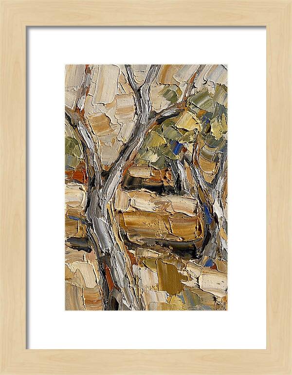 Tranquil Olive Grove 6093