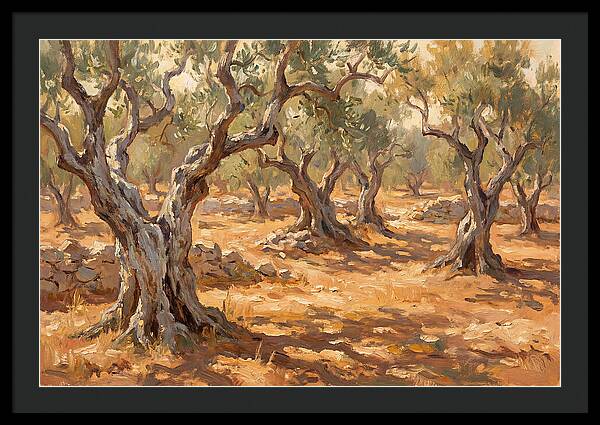 Tranquil Olive Grove 6094