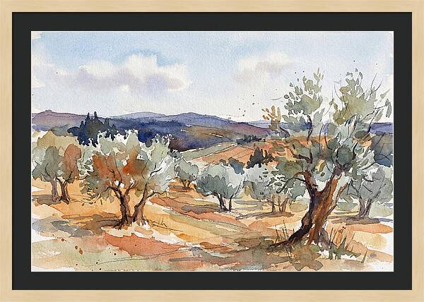 Tranquil Olive Grove 6096