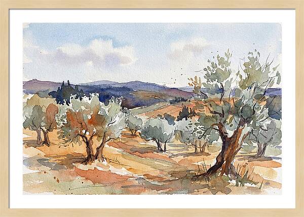 Tranquil Olive Grove 6096