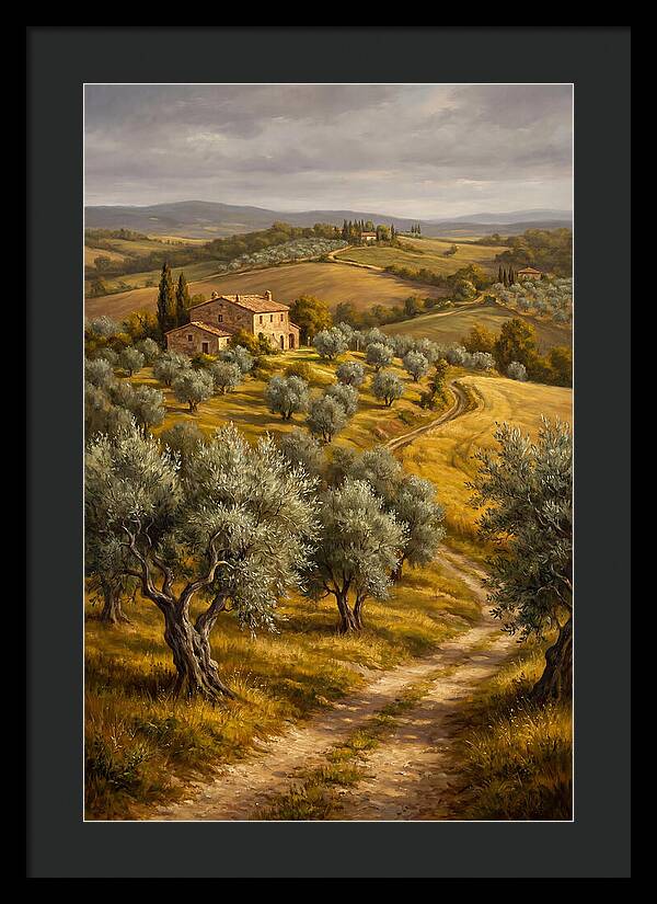 Tranquil Olive Grove 6104