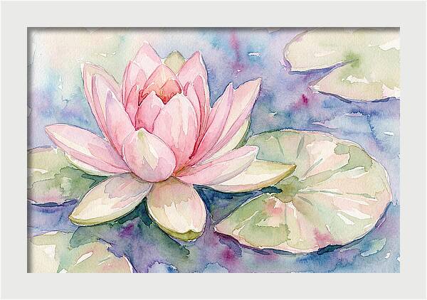 Tranquil Pink Lotus Bloom