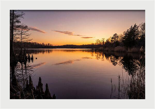 Tranquil Reflections At Killens Pond