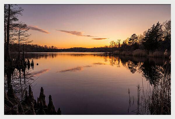 Tranquil Reflections At Killens Pond