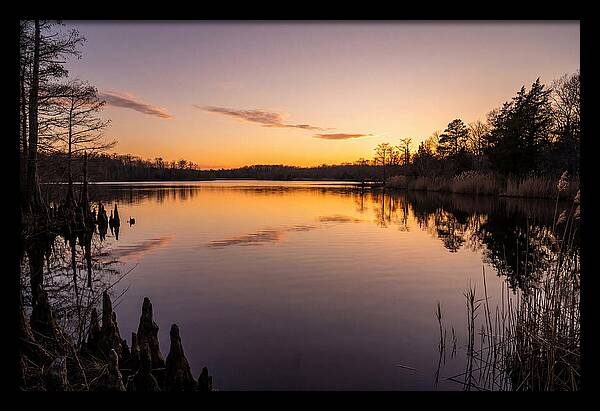 Tranquil Reflections At Killens Pond