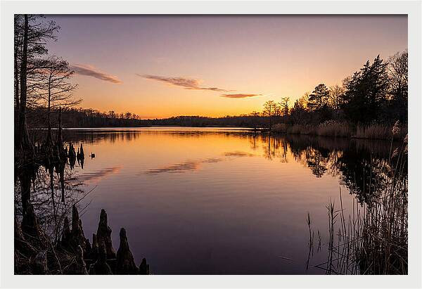 Tranquil Reflections At Killens Pond