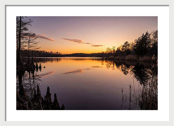 Tranquil Reflections At Killens Pond