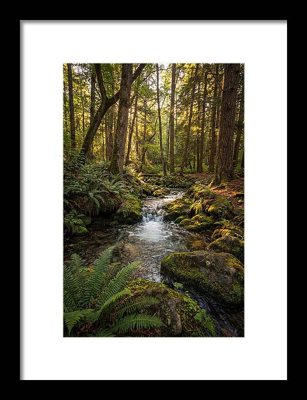 Tranquil Stream In Itasca State Park