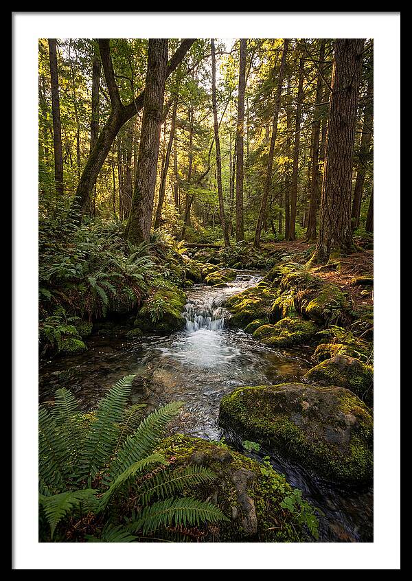Tranquil Stream In Itasca State Park