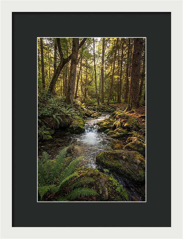 Tranquil Stream In Itasca State Park