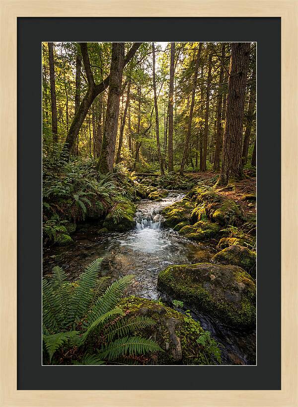Tranquil Stream In Itasca State Park