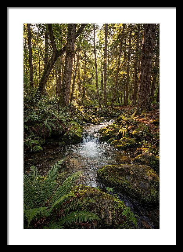 Tranquil Stream In Itasca State Park