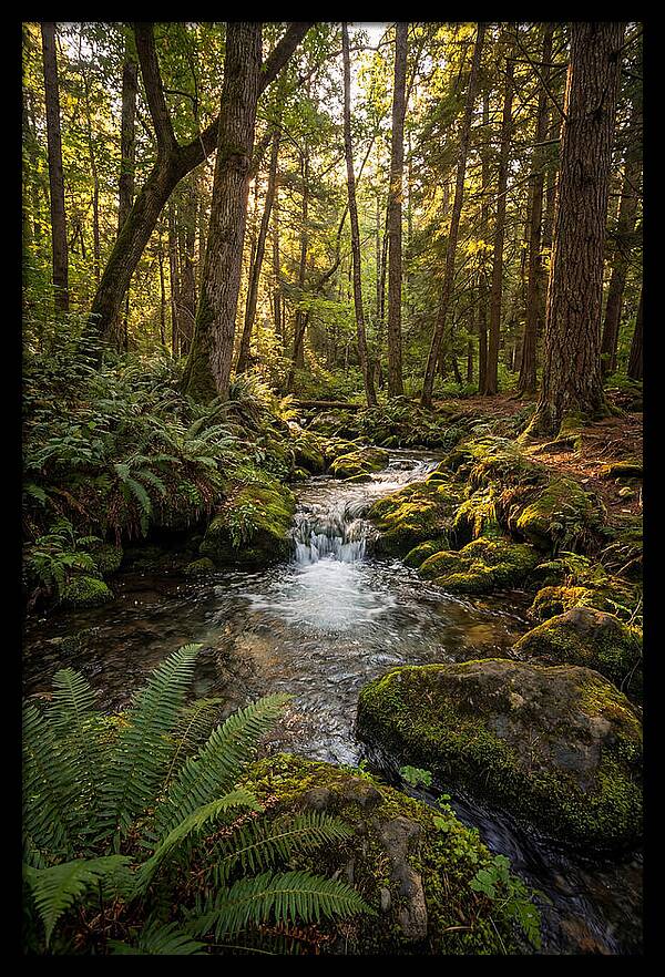 Tranquil Stream In Itasca State Park