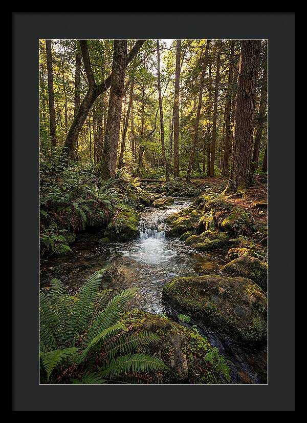 Tranquil Stream In Itasca State Park
