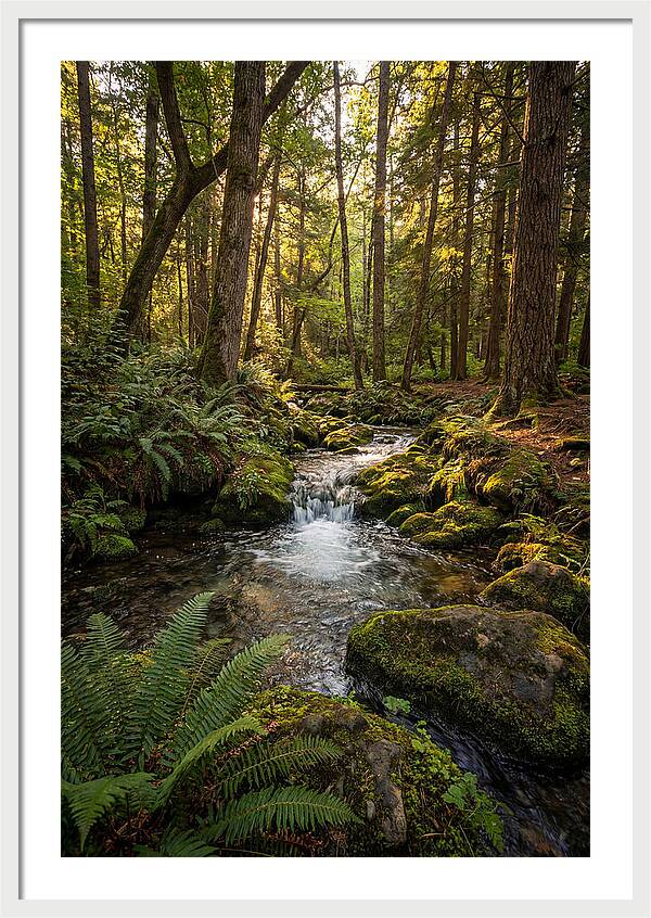 Tranquil Stream In Itasca State Park