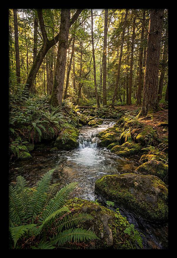 Tranquil Stream In Itasca State Park