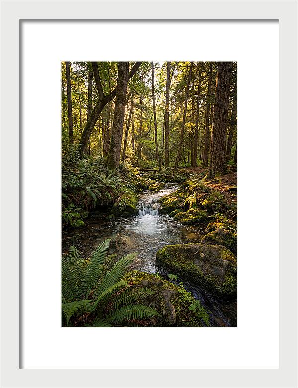 Tranquil Stream In Itasca State Park