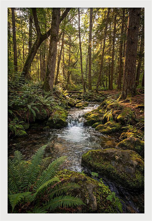 Tranquil Stream In Itasca State Park