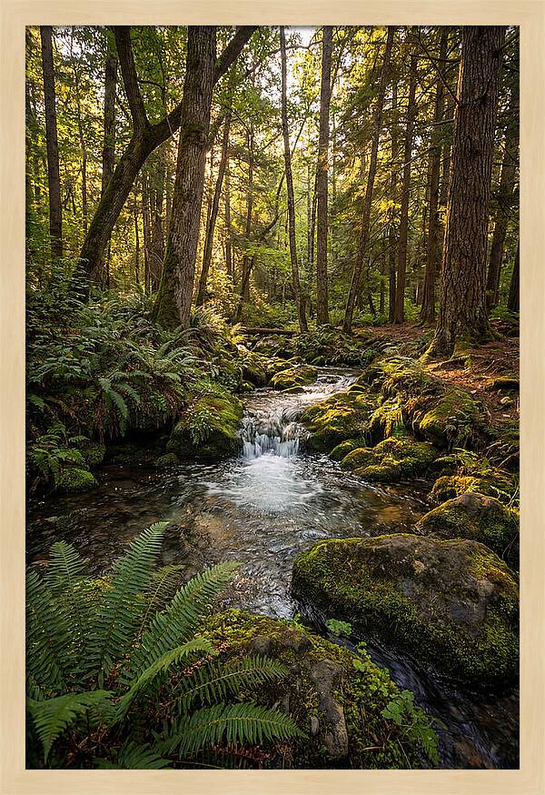 Tranquil Stream In Itasca State Park