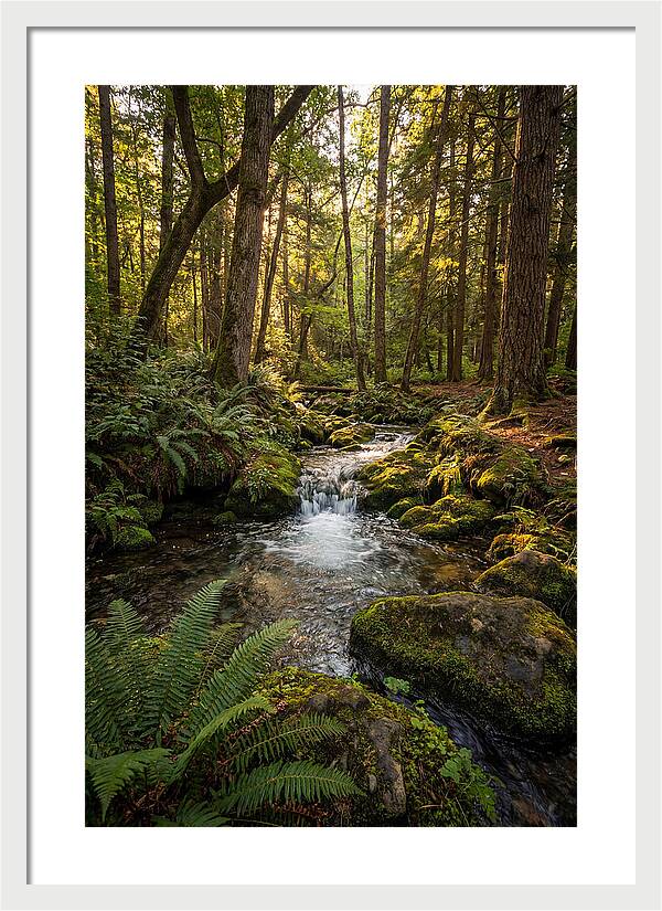 Tranquil Stream In Itasca State Park