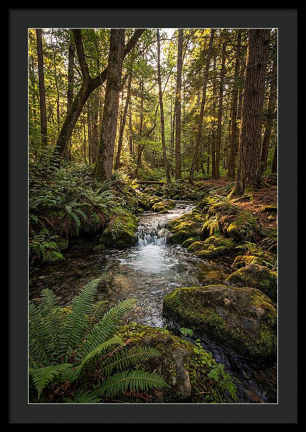 Tranquil Stream In Itasca State Park