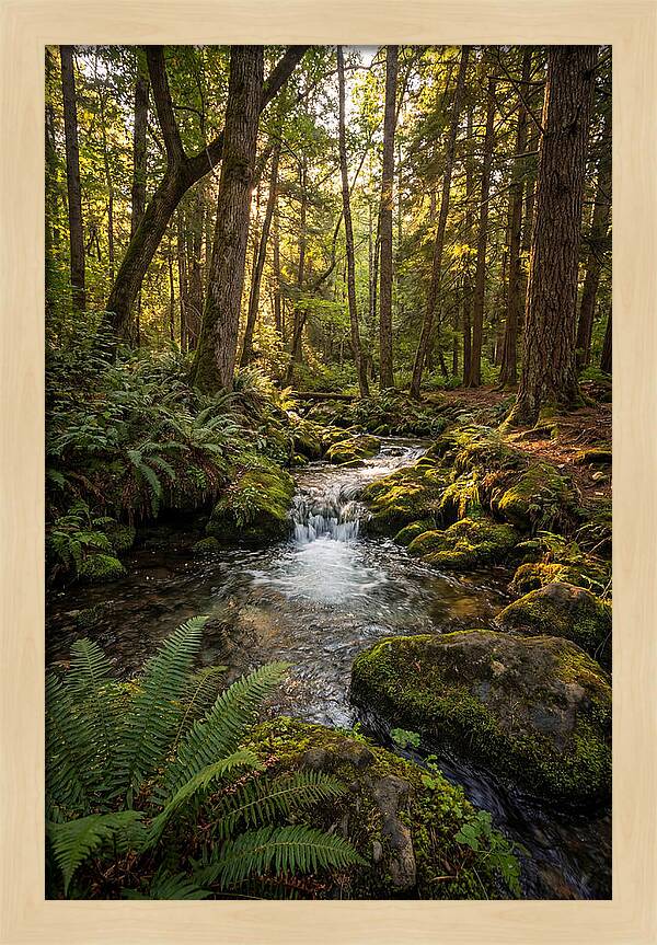 Tranquil Stream In Itasca State Park