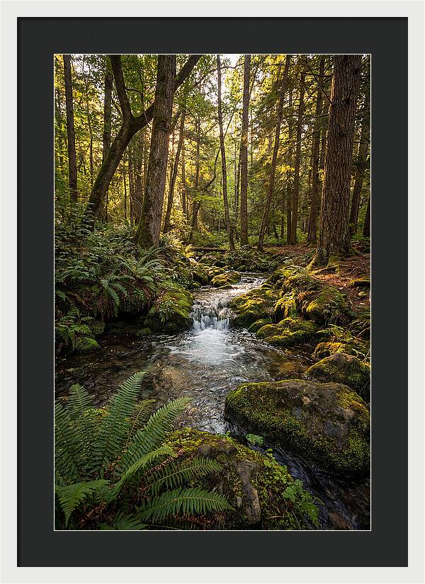 Tranquil Stream In Itasca State Park