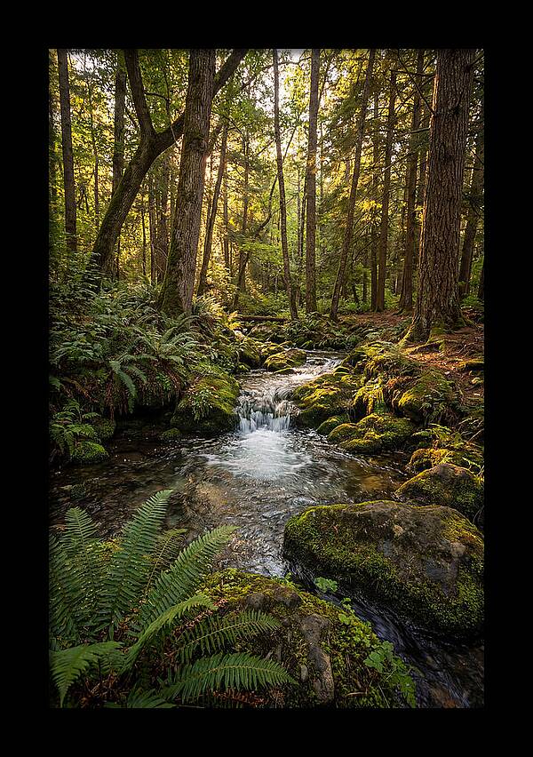 Tranquil Stream In Itasca State Park