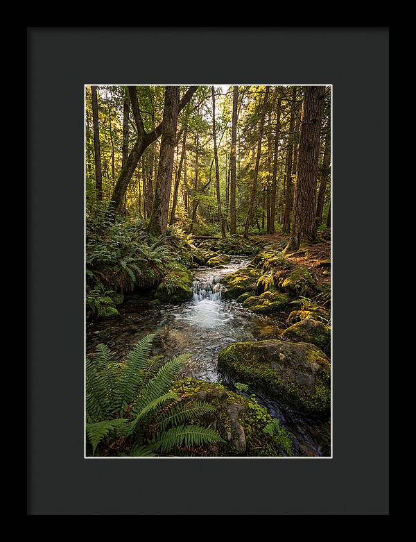 Tranquil Stream In Itasca State Park