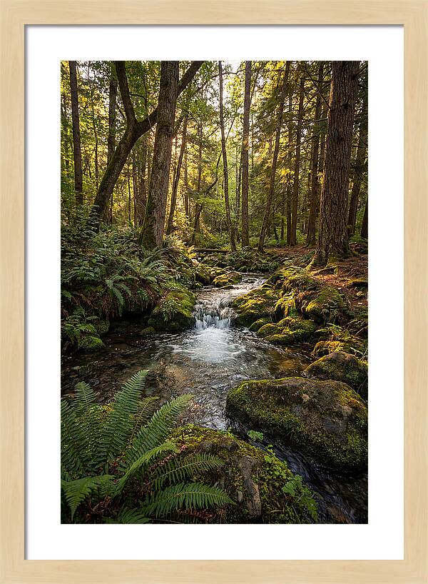 Tranquil Stream In Itasca State Park