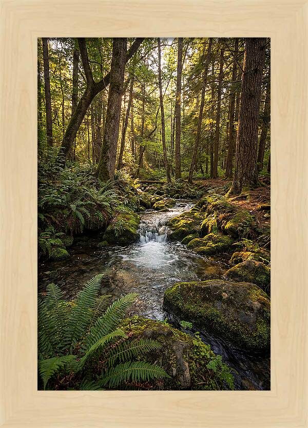 Tranquil Stream In Itasca State Park