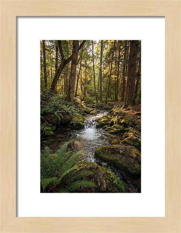 Tranquil Stream In Itasca State Park