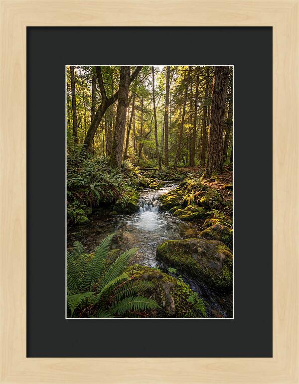 Tranquil Stream In Itasca State Park