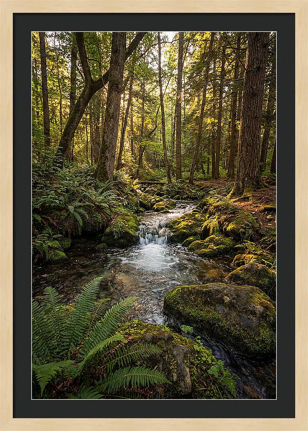 Tranquil Stream In Itasca State Park
