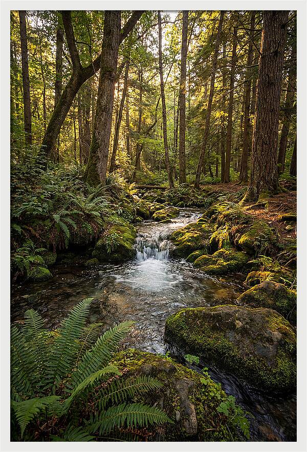 Tranquil Stream In Itasca State Park