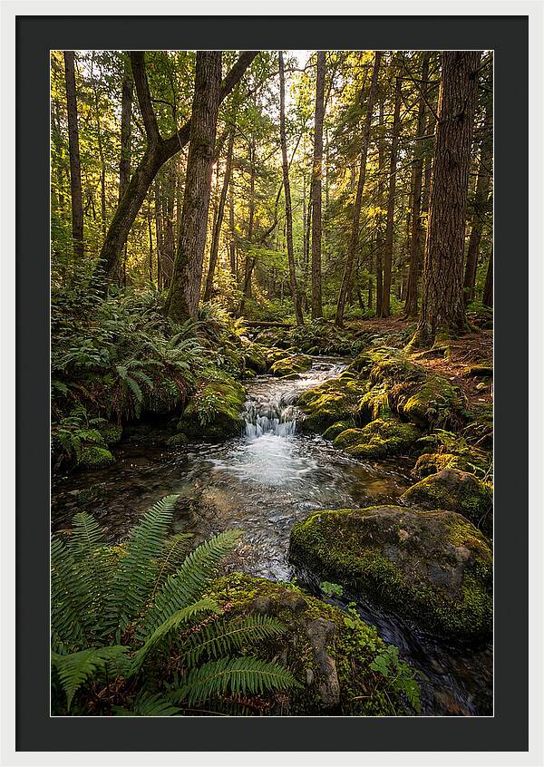 Tranquil Stream In Itasca State Park