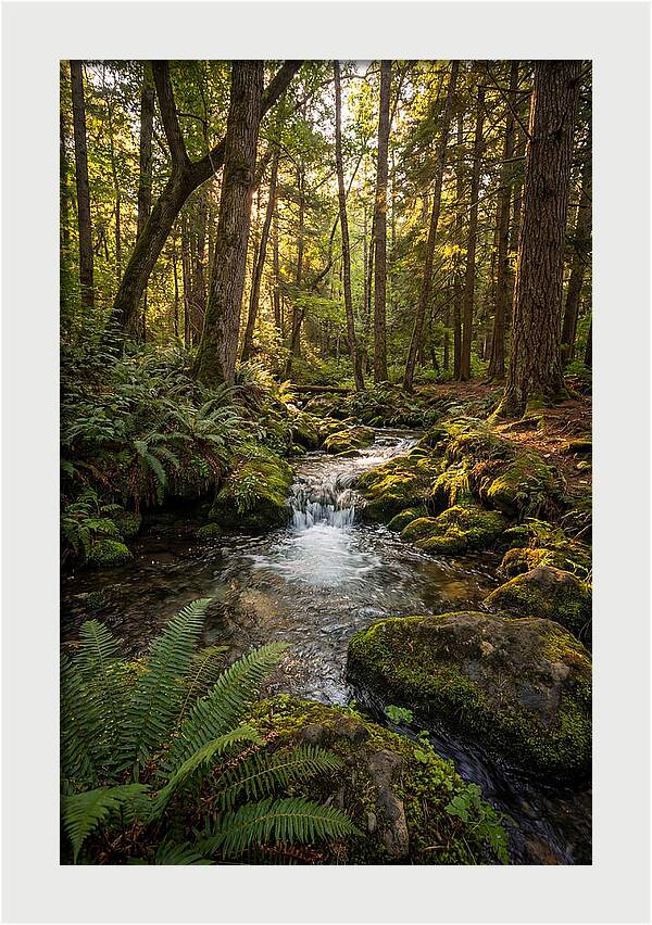 Tranquil Stream In Itasca State Park
