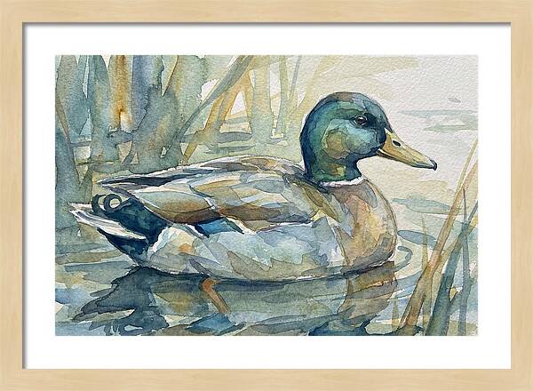 Tranquil Teal Duck Reflections