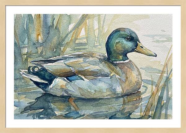 Tranquil Teal Duck Reflections