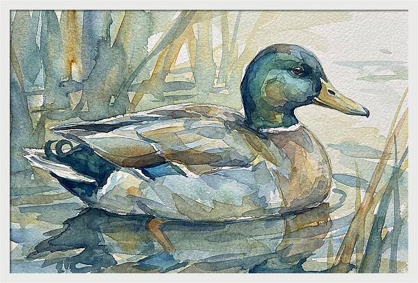 Tranquil Teal Duck Reflections
