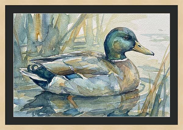 Tranquil Teal Duck Reflections
