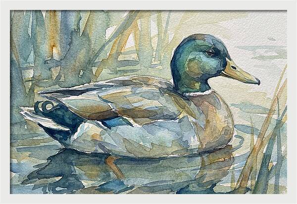Tranquil Teal Duck Reflections