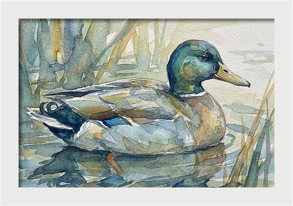 Tranquil Teal Duck Reflections