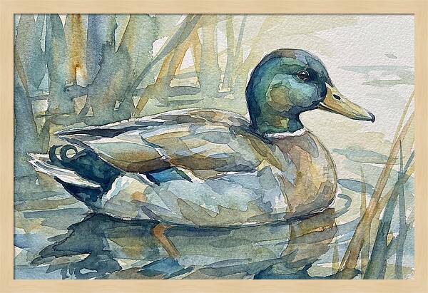 Tranquil Teal Duck Reflections
