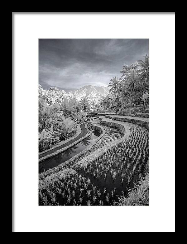 Tranquil Tegalalang Rice Fields