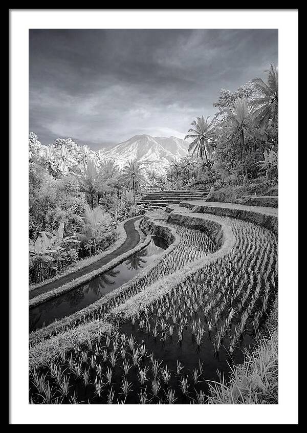 Tranquil Tegalalang Rice Fields